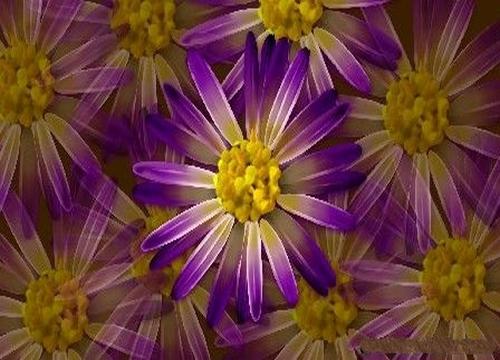 Purple daisies - Видео обои на Развлекательном портале softline2009.ucoz.ru