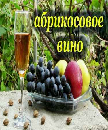 Рецепт вина из абрикос, крепленное с ароматом косточки (2015) на Развлекательном портале softline2009.ucoz.ru