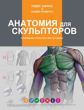 Анатомия для скульпторов на Развлекательном портале softline2009.ucoz.ru