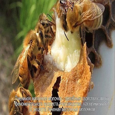 Пчелиное маточное молочко. Целебные свойства (2016) на Развлекательном портале softline2009.ucoz.ru