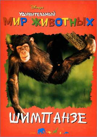 Удивительный мир животных. Шимпанзе на Развлекательном портале softline2009.ucoz.ru