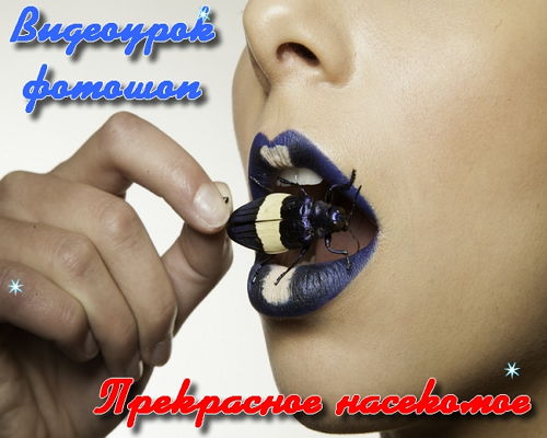 Видеоурок фотошоп Прекрасное насекомое на Развлекательном портале softline2009.ucoz.ru