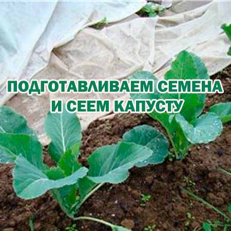 Подготавливаем семена и сеем капусту (2015) WebRip на Развлекательном портале softline2009.ucoz.ru