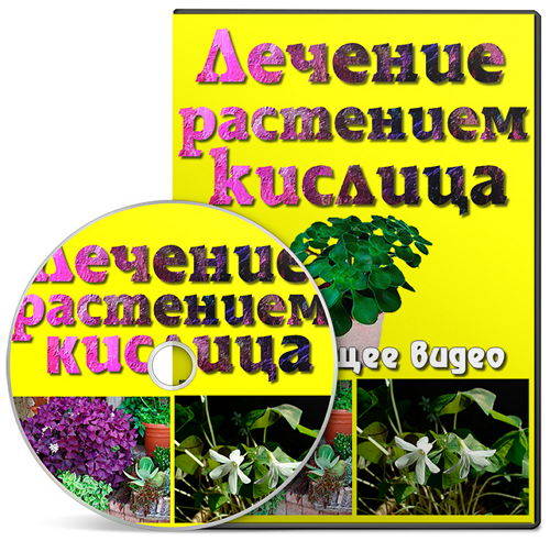 Лечение растением Кислица на Развлекательном портале softline2009.ucoz.ru