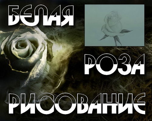 Белая роза карандашом (2014) на Развлекательном портале softline2009.ucoz.ru