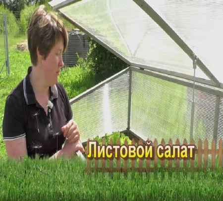 Листовой салат (2015) на Развлекательном портале softline2009.ucoz.ru